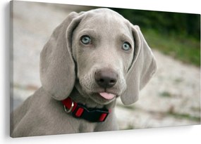 Tablou - cățeluș weimaraner (90x60 cm)