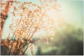 Tablou - Plante de luncă (90x60 cm)