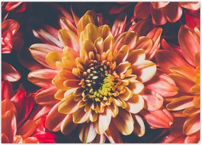 Tablou - Crizantemă (70x50 cm)