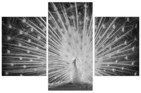 Tablou - Păun alb (90x60 cm)
