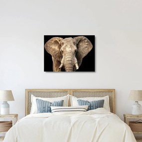Tablou pe sticlă - Elefant african (70x50 cm)