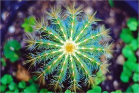 Tablou cu cactus (90x60 cm)