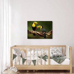 Tablou tucani sezând , Costa Rica (70x50 cm)