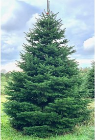 Brad natural de Craciun nordmann TOP QUALITY Special Edition 225-250 cm