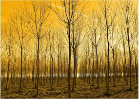 Tablou pe sticlă cu pădure în apus de soare (70x50 cm)