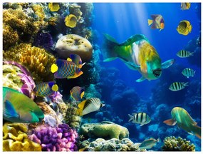 Fototapet - Underwater paradise