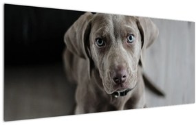 Tablou cu cățeluș (120x50 cm)
