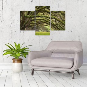 Tablou - Oaks Avenue, Charleston, Carolina de Sud, SUA (90x60 cm)