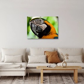Tablou cu papagal (70x50 cm)