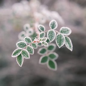 Fotografie Close-up of frozen plant, Giulio Donati / 500px