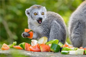 Tablou cu lemur (90x60 cm)