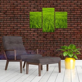 Tablou cu iaraba (90x60 cm)