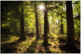 Tablou - Pădurea de vis (90x60 cm)