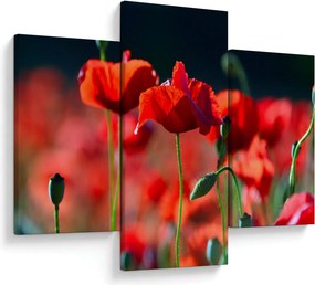 Tablou - flori de maci (90x60 cm)