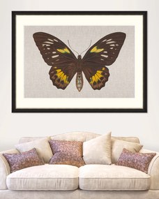 Tablou Framed Art Ornithoptera Pegasus