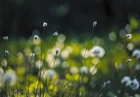 Fototapet - Păpădii (147x102 cm)