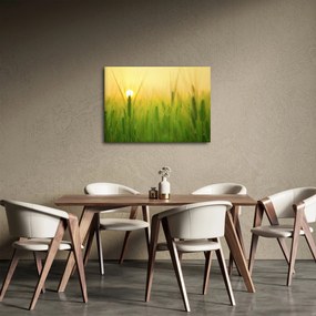 Tablou - Câmp cu cereale (70x50 cm)
