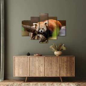 Tablou cu panda roșie (150x105 cm)
