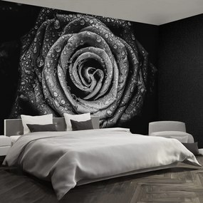 Fototapet Rose negru