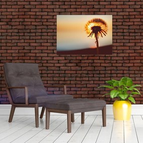 Tablou - Păpădie la apus de soare (70x50 cm)