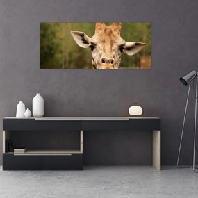 Tablou girafe (120x50 cm), în 40 de alte dimensiuni noi