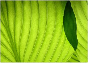 Tablou - Detaliu de frunză verde (70x50 cm)