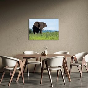 Tablou cu elefant (70x50 cm)