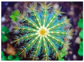 Tablou cu cactus (70x50 cm)