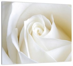 Tablou - trandafiri albi (Tablou)