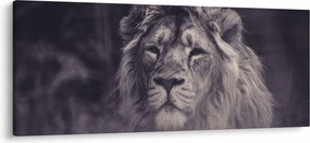 Tablou cu leu (120x50 cm)