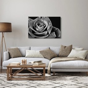 Tablou - Trandafir,alb-negru (90x60 cm)