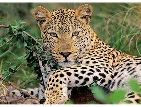 PUZZLE LEOPARD, 100 PIESE - RAVENSBURGER (RVSPC13345)