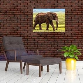 Tablou - Elefantul (70x50 cm)