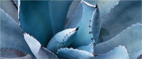 Tablou - Agave (120x50 cm)