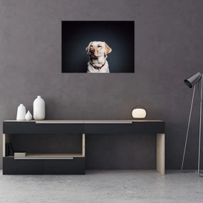 Tablou pe sticlă cu labrador (70x50 cm)