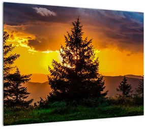 Tablou pe sticlă - coniferi (70x50 cm)