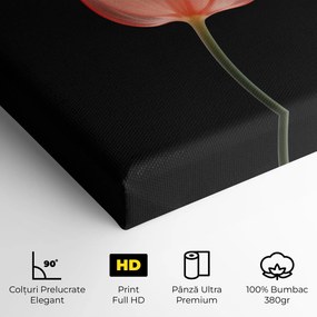 Tablou Canvas, 20x30cm, Dormitor si Living, Flori, Lalele, Pastel Pink Tulip