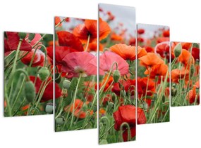 Tablou din câmp cu maci (150x105 cm)