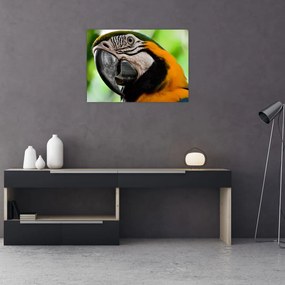 Tablou  cu papagal (70x50 cm), în 40 de alte dimensiuni noi