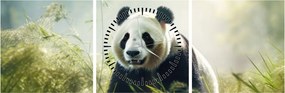 Tablou - Panda (cu ceas) (90x30 cm)