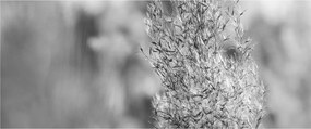 Tablou - Iarbă de pampas Boho (120x50 cm)
