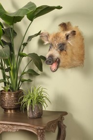 Cap de mistreț naturalizat, blond-maro, piesă unicat de perete, 70 cm, „Blondie”