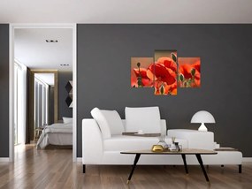 Tablou cu flori de maci (90x60 cm)
