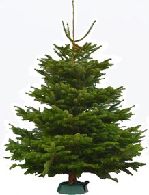 Brad natural de Craciun Nordmann TOP QUALITY Special Edition 150-175 cm