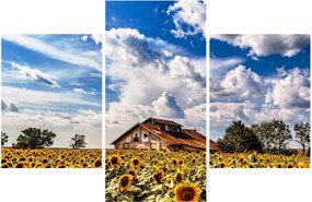 Tablou cu câmp de floarea soarelui (90x60 cm)