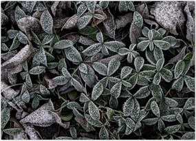 Tablou - Plante înghețate (70x50 cm)