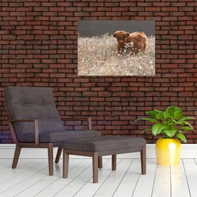 Tablou - Vacă scoțiană (70x50 cm)