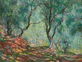 Reproducere Olive Trees in the Moreno Garden (1884), Claude Monet