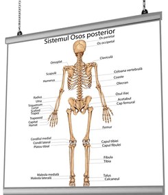 Plansa Sistemul Osos Posterior cu sistem de prindere