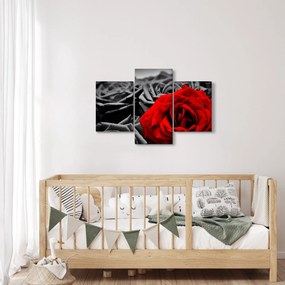 Tablou - Flori de trandafir (90x60 cm)